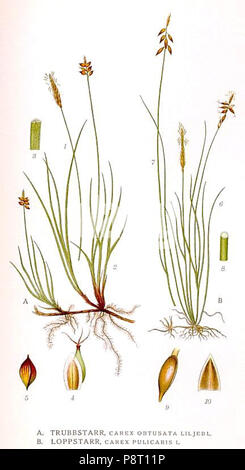 . 22 431 Carex obtusata, Carex pulicaris Foto Stock