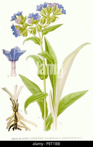 . 23 579 Pulmonaria angustifolia Foto Stock