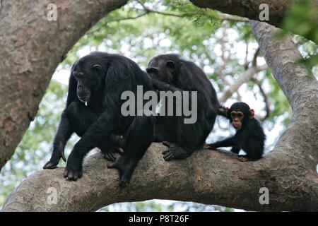 Scimpanzé orientale (Pan troglodytes schweinfurthii) maschi, femmine e giovani seduti insieme in un albero durante il grooming sociale, flusso di Gombe. Parco Nazionale, Tanzania | Utilizzo di tutto il mondo Foto Stock