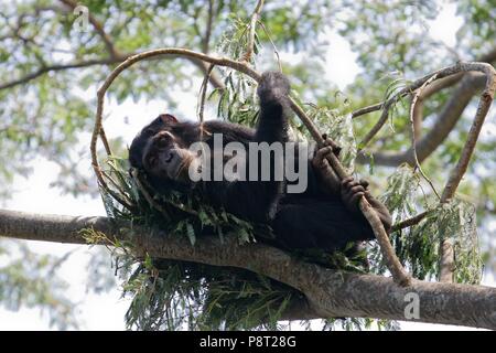 Scimpanzé orientale (Pan troglodytes schweinfurthii) giacente nel nido del sonno in albero canopy, flusso di Gombe. Parco Nazionale, Tanzania | Utilizzo di tutto il mondo Foto Stock