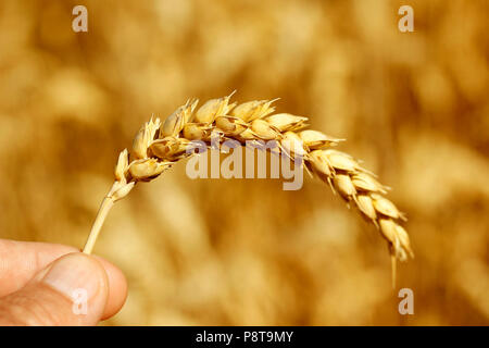 Orecchio di frumento. Foto Stock