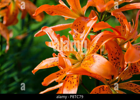 Fiori gigli arancione fiorì nel giardino del sole. Foto Stock