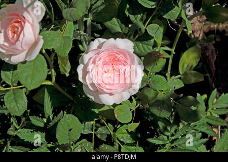 Fragrante Rosa Regina di Svezia rose rosa molle propagate da una fioritura di taglio in fioritura in un giardino di rose luglio estate Galles UK KATHY DEWITT Foto Stock