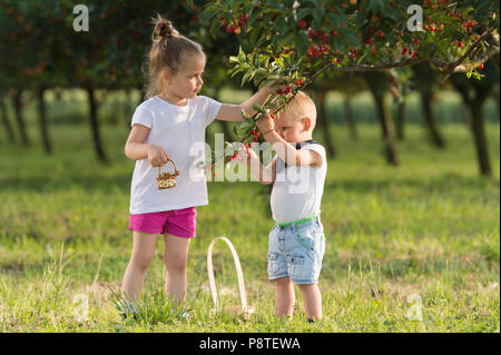 Bambini cherry picking su un maso frutticolo. Foto Stock