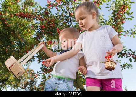 Bambini cherry picking su un maso frutticolo. Foto Stock