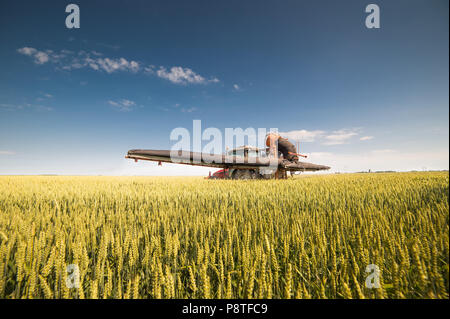 Il trattore la spruzzatura di campo di grano con irroratrice Foto Stock