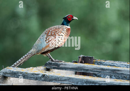 Il fagiano Ringnecked; Montana Foto Stock