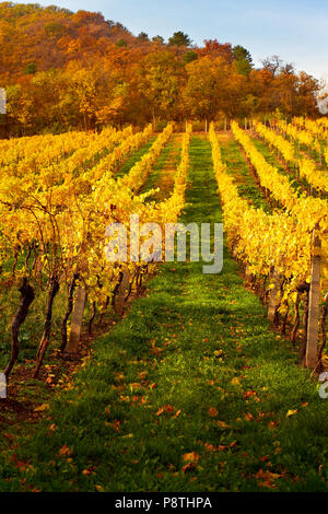 Colpo verticale di variopinti vigneti dorate in autunno durante il tramonto Foto Stock