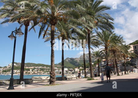 Palme lungo un lungomare in Port de Soller Maiorca Foto Stock