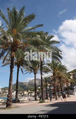 Palme lungo un lungomare in Port de Soller Maiorca Foto Stock