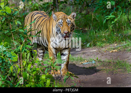 Royal tigre del Bengala o Panthera Tigris sbadigli a Tadoba National Park, Maharashtra, India Foto Stock