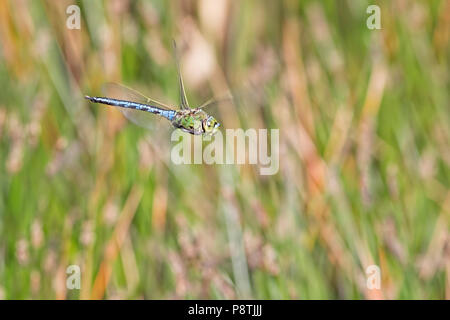 L'imperatore libellula in volo Foto Stock