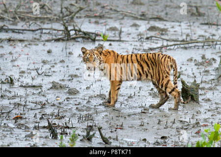 Sunderbans Wild tigre del Bengala o Panthera tigris tigris o Indian Tiger cub nelle mangrovie di Sunderbans indiano Foto Stock