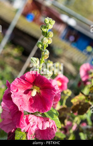 Grande rosa rosso fiore che sboccia in estate Foto Stock