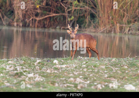 Indian Porco cervo o Hyelaphus porcinus presso il Parco Nazionale di Kaziranga Assam India Foto Stock