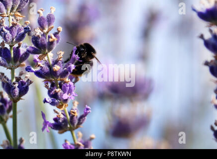 Bumble Bee in fiore lavanda in un giardino Foto Stock