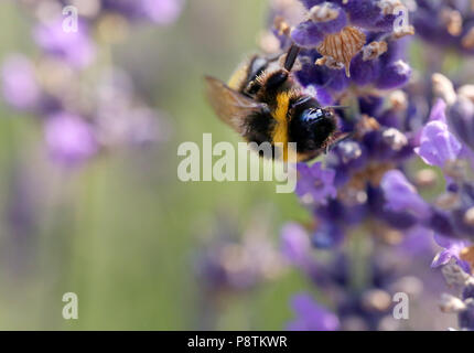 Bumble Bee in fiore lavanda in un giardino Foto Stock