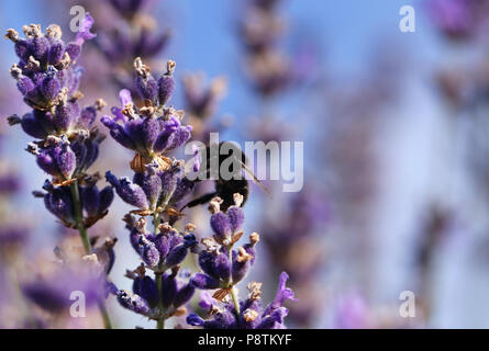 Bumble Bee in fiore lavanda in un giardino Foto Stock