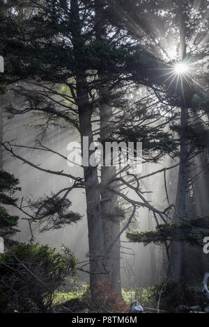 WA14558-00...WASHINGTON - la luce del sole in presenza di striature attraverso gli alberi lungo la spiaggia Rialito nel Parco Nazionale di Olympic. Foto Stock