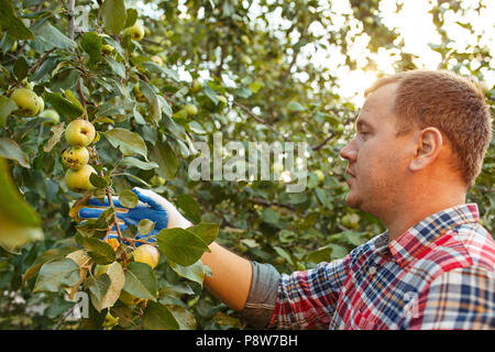 Il maschio di mano durante la raccolta di mele in un giardino all'aperto Foto Stock