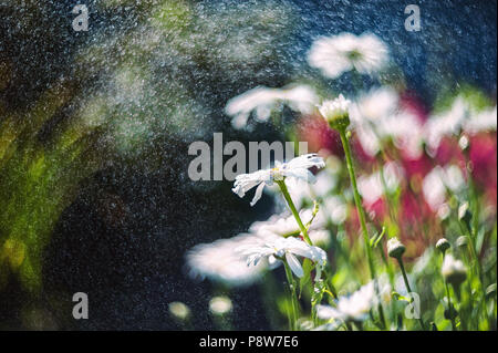 Margherite bianco su un bellissimo sfondo verde. Messa a fuoco selettiva. Art. Copia dello spazio. Foto Stock