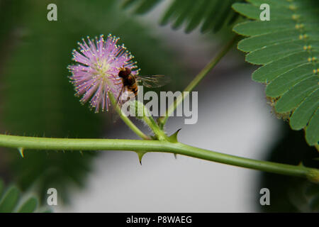 Il polline di insetto di alimentazione su Mimosa Pudica fiore Foto Stock