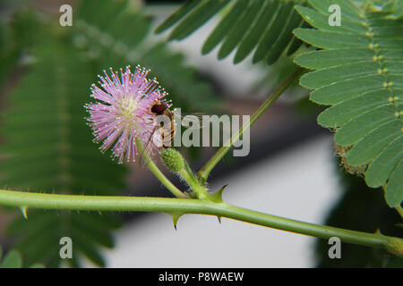 Il polline di insetto di alimentazione su Mimosa Pudica fiore Foto Stock