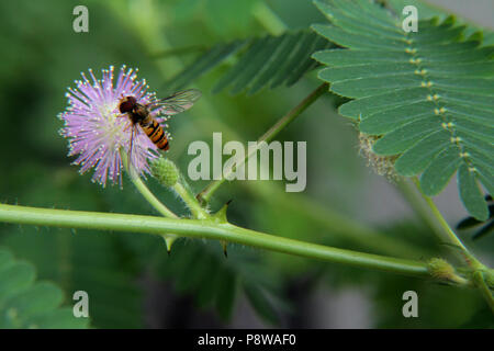 Il polline di insetto di alimentazione su Mimosa Pudica fiore Foto Stock