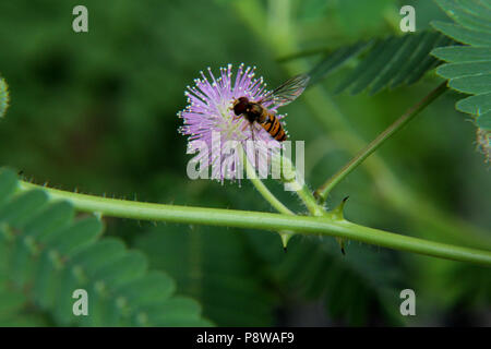 Il polline di insetto di alimentazione su Mimosa Pudica fiore Foto Stock