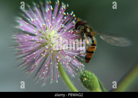 Il polline di insetto di alimentazione su Mimosa Pudica fiore Foto Stock