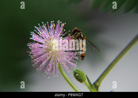 Il polline di insetto di alimentazione su Mimosa Pudica fiore Foto Stock