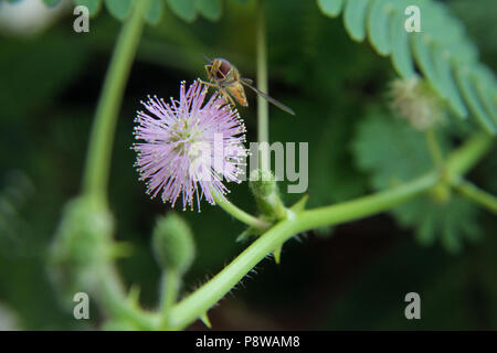 Il polline di insetto di alimentazione su Mimosa Pudica fiore Foto Stock