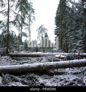 Tronchi di alberi in regionale Livradois-Forez National Park in Auvergne, Francia Foto Stock