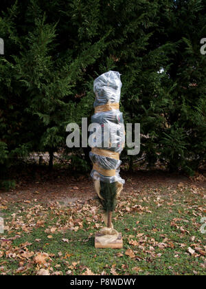 Albero di natale avvolti in plastica nel mezzo di un giardino Foto Stock