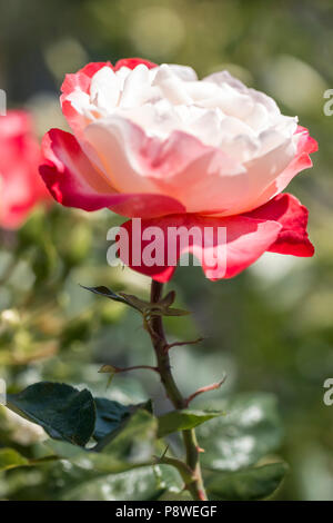 Doppio ibrido delizia rosa tea su uno sfondo sfocato Foto Stock