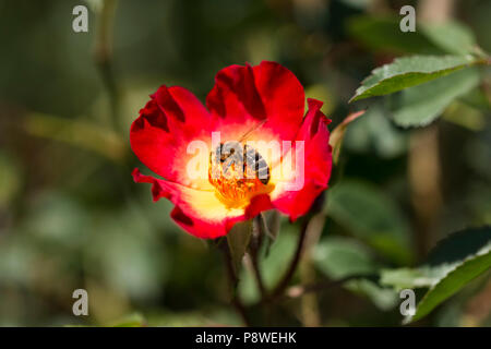 Il miele delle api raccoglie nettare dei fiori da un fiore rosso Foto Stock