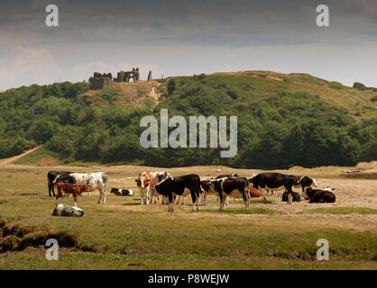 Le mucche al pascolo sotto il castello di Pennard, Gower, Swansea, Wales, Regno Unito Foto Stock