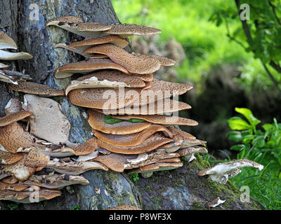 Ripiani di Dryad sella del fungo (Polyporus squamosus aka Cerioporus squamosus) sul Cavallo morente Castagno (‎Aesculus hippocastanum) Cumbria,Inghilterra Foto Stock