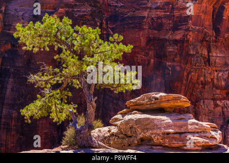 Struttura retroilluminata a Pine Creek Canyon di Zion National Park nello Utah Foto Stock