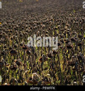 Campo di sole-essiccati girasoli, Auvergne, Francia Foto Stock