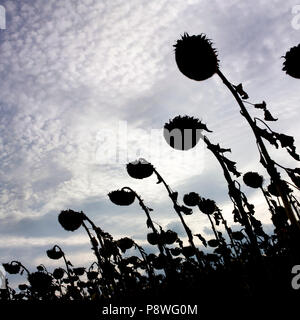 Primo piano di girasoli appassiti nel campo sotto la luce del sole Foto Stock