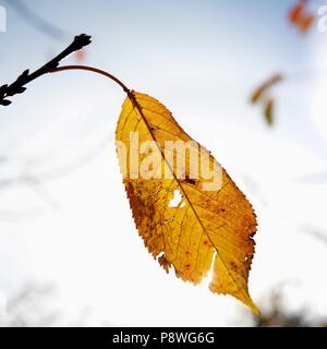 Primo piano fuoco selettivo di una foglia gialla d'autunno su un ramo d'albero Foto Stock