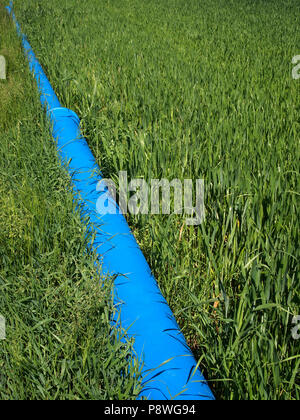 Cilindro di irrigazione blu in una giovane campo di grano, Auvergne Francia, Europa Foto Stock