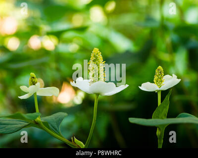 Petali di colore bianco circondano un cono verde nei fiori di acquatica perenne marginali, Houttuynia cordata Foto Stock
