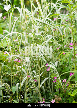 Variegato il bianco e il verde delle foglie e steli di l'ardito perenne (invasive) erba ornamentale, Phalaris arundinacea var. picta Foto Stock