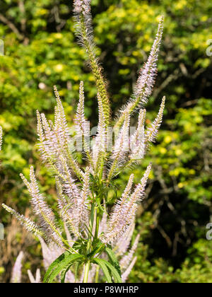 Pallido fiori di lavanda in picchi di ramificazione dell alto, estate perenne fioritura, Veronicastrum virginicum 'Lavendelturm' Foto Stock
