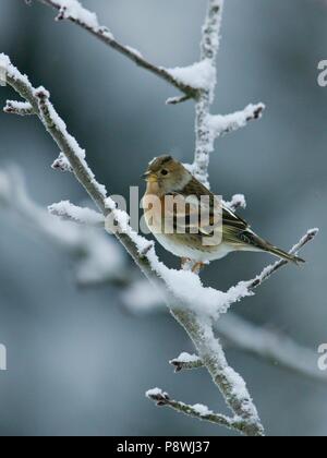 Brambling (Fringilla montifringilla) arroccato nella coperta di neve albero, Brandeburgo, Germania | Utilizzo di tutto il mondo Foto Stock