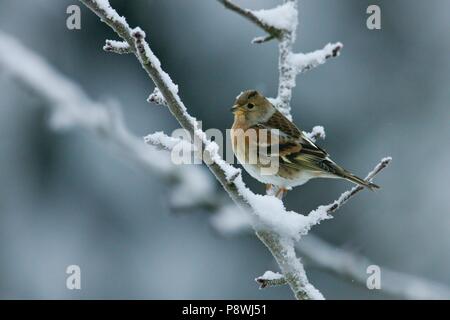 Brambling (Fringilla montifringilla) arroccato nella coperta di neve albero, Brandeburgo, Germania | Utilizzo di tutto il mondo Foto Stock