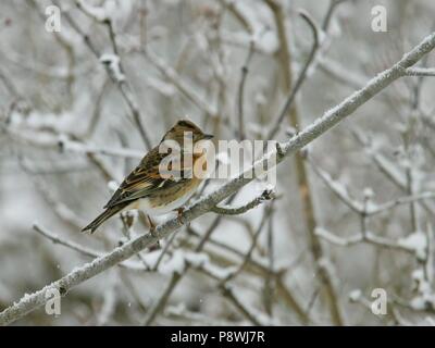 Brambling (Fringilla montifringilla) arroccato nella coperta di neve albero, Brandeburgo, Germania | Utilizzo di tutto il mondo Foto Stock