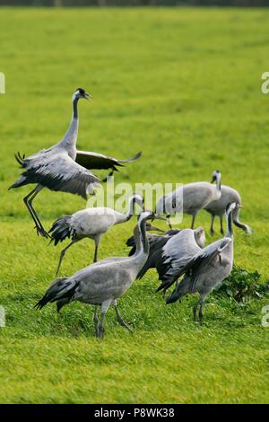 Gru comune (grus grus) dancing e chiamando sulla migrazione sono ' appollaiati posto, Rügen, Mar Baltico, Meclemburgo-Pomerania Occidentale, Germania | Utilizzo di tutto il mondo Foto Stock